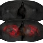 VirtuFit Shiatsu nyakmasszírozó